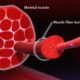 How muscles work – Know your muscle to grow your muscle